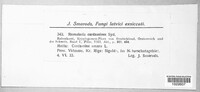 Ramularia cardamines image